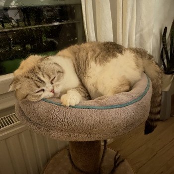 chaton Scottish Fold black silver shaded & blanc Ebisu Chatterie Nekobaa