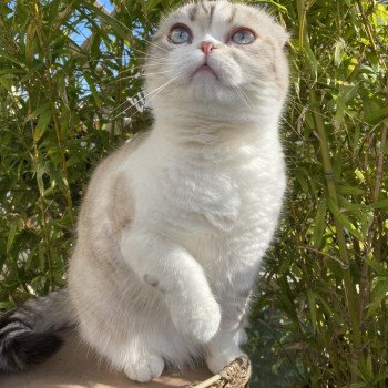 chaton Scottish Fold black silver shaded & blanc Ebisu Chatterie Nekobaa