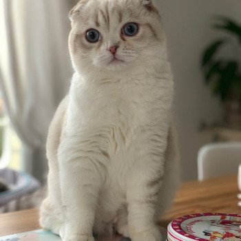 chaton Scottish Fold black silver shaded & blanc Ebisu Chatterie Nekobaa