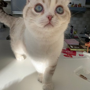 chaton Scottish Fold black silver shaded & blanc Ebisu Chatterie Nekobaa