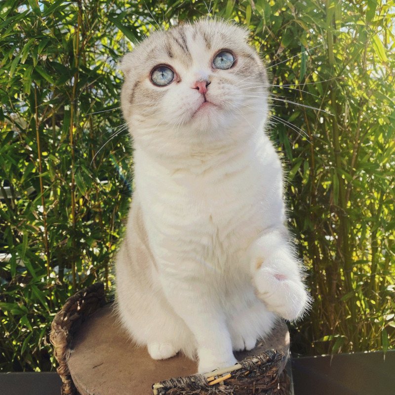 Ebisu Mâle Scottish Fold