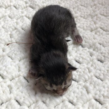 Kitten Scottish Straight Jin Chatterie Nekobaa Kitten Scottish Straight Jin Chatterie Nekobaa
