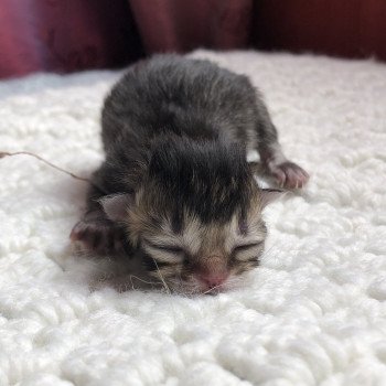 Kitten Scottish Straight Jin Chatterie Nekobaa Kitten Scottish Straight Jin Chatterie Nekobaa
