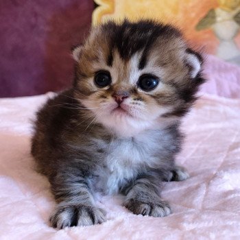 Kitten Scottish Straight Jin Chatterie Nekobaa Kitten Scottish Straight Jin Chatterie Nekobaa