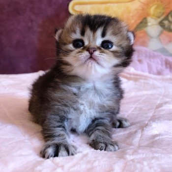 Kitten Scottish Straight Jin Chatterie Nekobaa Kitten Scottish Straight Jin Chatterie Nekobaa