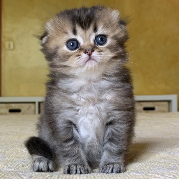 Kitten Highland Fold Jin Chatterie Nekobaa Kitten Highland Fold Jin Chatterie Nekobaa