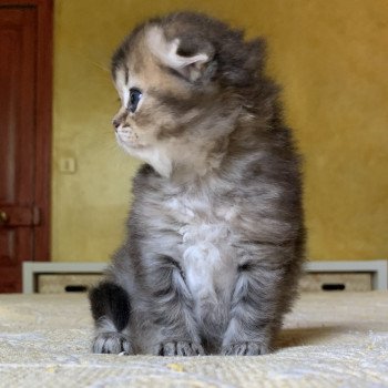 Kitten Highland Fold Jin Chatterie Nekobaa Kitten Highland Fold Jin Chatterie Nekobaa