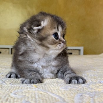 Kitten Highland Fold Jin Chatterie Nekobaa Kitten Highland Fold Jin Chatterie Nekobaa