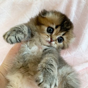 Chaton Highland Fold Jin Chatterie Nekobaa Chaton Highland Fold Jin Chatterie Nekobaa