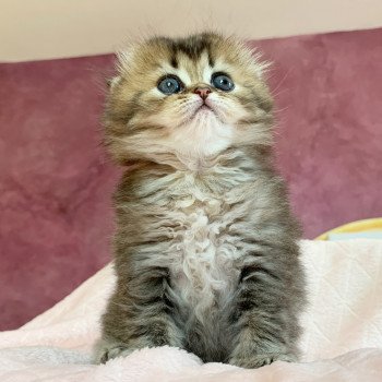 Chaton Highland Fold Jin Chatterie Nekobaa Chaton Highland Fold Jin Chatterie Nekobaa