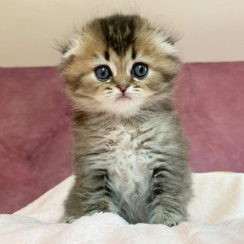 Chaton Highland Fold Jin Chatterie Nekobaa Chaton Highland Fold Jin Chatterie Nekobaa