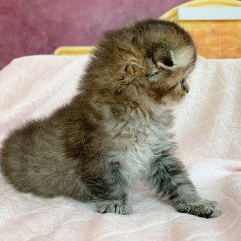 Chaton Highland Fold Jin Chatterie Nekobaa Chaton Highland Fold Jin Chatterie Nekobaa