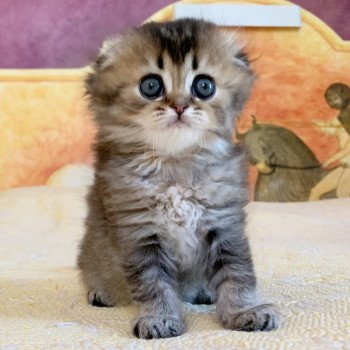 chaton Highland Fold Jin Chatterie Nekobaa chaton Highland Fold Jin Chatterie Nekobaa