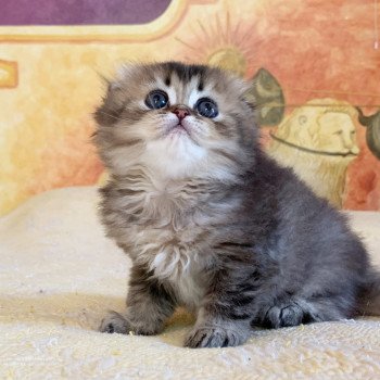 chaton Highland Fold Jin Chatterie Nekobaa chaton Highland Fold Jin Chatterie Nekobaa
