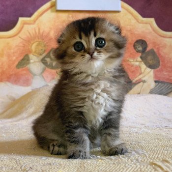 chaton Highland Fold Jin Chatterie Nekobaa chaton Highland Fold Jin Chatterie Nekobaa