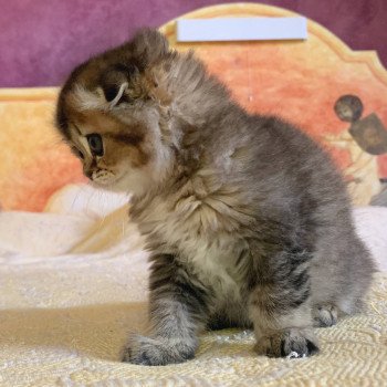 chaton Highland Fold Jin Chatterie Nekobaa chaton Highland Fold Jin Chatterie Nekobaa