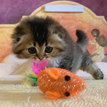 chaton Highland Fold Jin Chatterie Nekobaa chaton Highland Fold Jin Chatterie Nekobaa