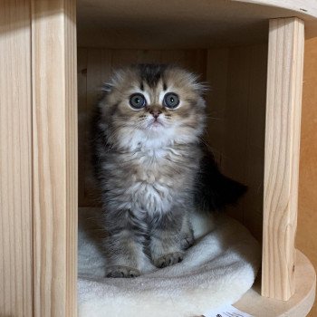 chaton Highland Fold Jin Chatterie Nekobaa chaton Highland Fold Jin Chatterie Nekobaa