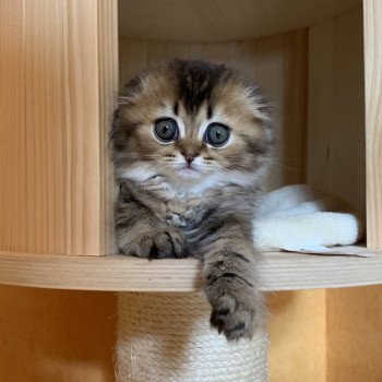 chaton Highland Fold Jin Chatterie Nekobaa chaton Highland Fold Jin Chatterie Nekobaa