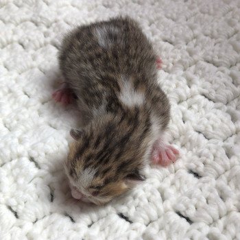 Kitten Scottish Straight Jiraiya Chatterie Nekobaa