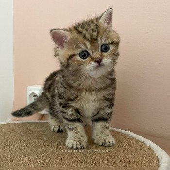 chaton Scottish Straight golden blotched tabby Teddy Jolio Chatterie Nekobaa