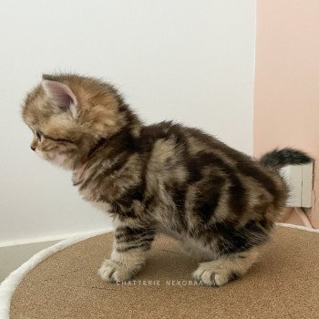 chaton Scottish Straight golden blotched tabby Teddy Jolio Chatterie Nekobaa