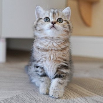 chaton Scottish Straight golden blotched tabby Teddy Jolio Chatterie Nekobaa