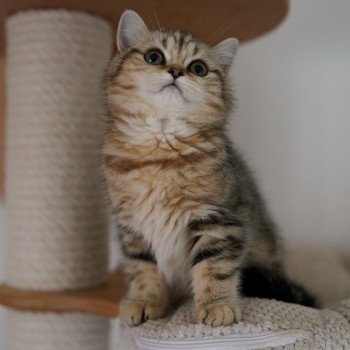 chaton Scottish Straight golden blotched tabby Teddy Jolia Chatterie Nekobaa