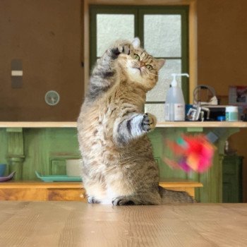 chat Scottish Straight brown tabby Jun Chatterie Nekobaa chat Scottish Straight brown tabby Jun Chatterie Nekobaa