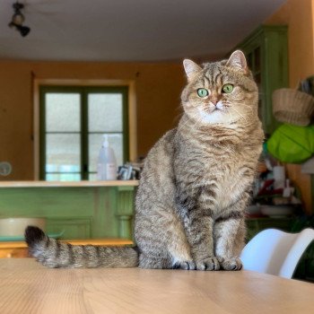 chat Scottish Straight brown tabby Jun Chatterie Nekobaa chat Scottish Straight brown tabby Jun Chatterie Nekobaa