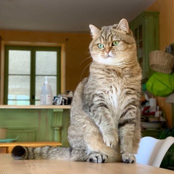 chat Scottish Straight brown tabby Jun Chatterie Nekobaa chat Scottish Straight brown tabby Jun Chatterie Nekobaa