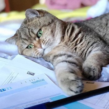 Cat Scottish Straight Jun Chatterie Nekobaa Cat Scottish Straight Jun Chatterie Nekobaa