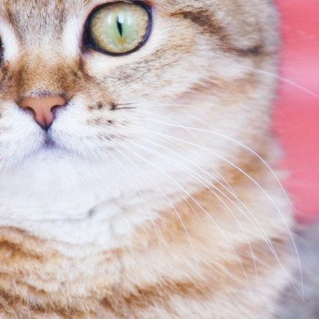 Cat Scottish Straight Jun Chatterie Nekobaa Cat Scottish Straight Jun Chatterie Nekobaa