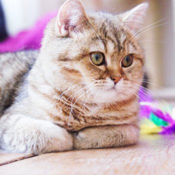 Cat Scottish Straight Jun Chatterie Nekobaa Cat Scottish Straight Jun Chatterie Nekobaa