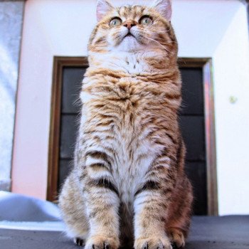 Cat Scottish Straight Jun Chatterie Nekobaa Cat Scottish Straight Jun Chatterie Nekobaa