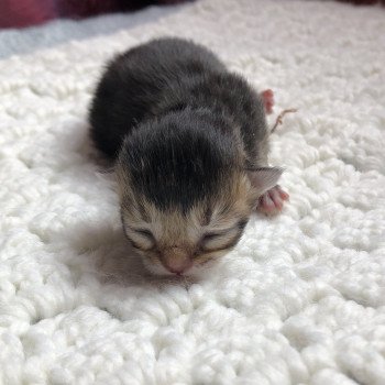 Kitten Scottish Straight Juno Chatterie Nekobaa Kitten Scottish Straight Juno Chatterie Nekobaa