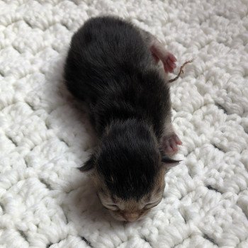 Kitten Scottish Straight Juno Chatterie Nekobaa Kitten Scottish Straight Juno Chatterie Nekobaa