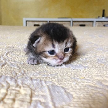 Kitten Scottish Straight Juno Chatterie Nekobaa Kitten Scottish Straight Juno Chatterie Nekobaa