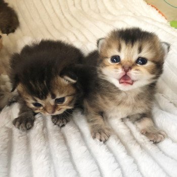 Kitten Scottish Straight Juno Chatterie Nekobaa Kitten Scottish Straight Juno Chatterie Nekobaa