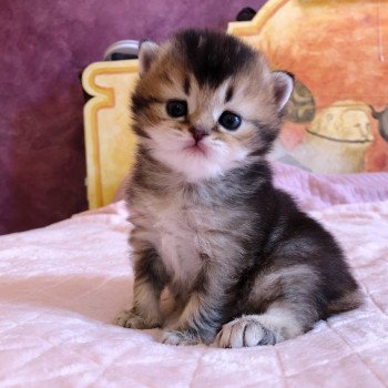 Kitten Scottish Straight Juno Chatterie Nekobaa Kitten Scottish Straight Juno Chatterie Nekobaa