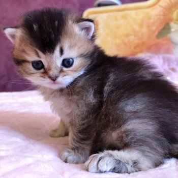 Kitten Scottish Straight Juno Chatterie Nekobaa Kitten Scottish Straight Juno Chatterie Nekobaa