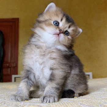 Kitten Highland Straight Juno Chatterie Nekobaa Kitten Highland Straight Juno Chatterie Nekobaa