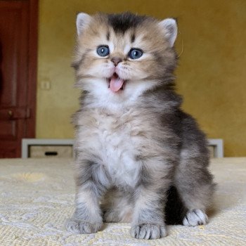 Kitten Highland Straight Juno Chatterie Nekobaa Kitten Highland Straight Juno Chatterie Nekobaa