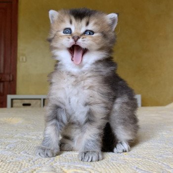 Kitten Highland Straight Juno Chatterie Nekobaa Kitten Highland Straight Juno Chatterie Nekobaa