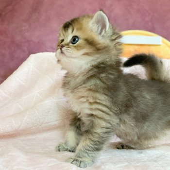Chaton Highland Straight Juno Chatterie Nekobaa Chaton Highland Straight Juno Chatterie Nekobaa