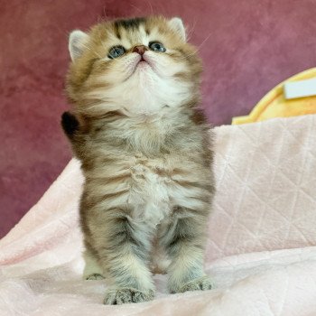 Chaton Highland Straight Juno Chatterie Nekobaa Chaton Highland Straight Juno Chatterie Nekobaa