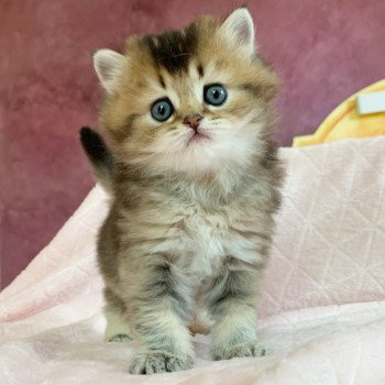 Chaton Highland Straight Juno Chatterie Nekobaa Chaton Highland Straight Juno Chatterie Nekobaa