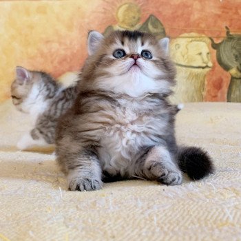 chaton Highland Straight Juno Chatterie Nekobaa chaton Highland Straight Juno Chatterie Nekobaa