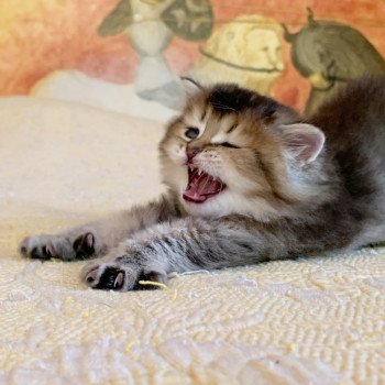 chaton Highland Straight Juno Chatterie Nekobaa chaton Highland Straight Juno Chatterie Nekobaa