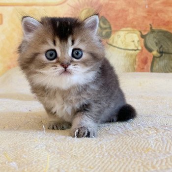 chaton Highland Straight Juno Chatterie Nekobaa chaton Highland Straight Juno Chatterie Nekobaa
